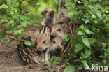 Wild Boar (Sus scrofa)