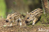 Wild Boar (Sus scrofa)