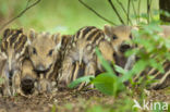 Wild Boar (Sus scrofa)