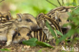 Wild Boar (Sus scrofa)