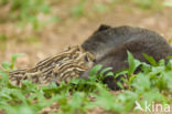 Wild Boar (Sus scrofa)