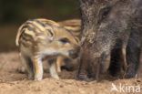 Wild Boar (Sus scrofa)