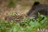 Wild Boar (Sus scrofa)