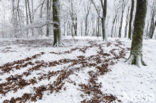 Wild Boar (Sus scrofa)