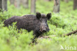 Wild Boar (Sus scrofa)