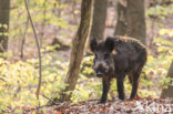 Wild Boar (Sus scrofa)