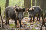 Wild Boar (Sus scrofa)