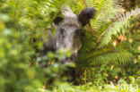 Wild Boar (Sus scrofa)