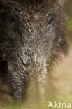 Wild Boar (Sus scrofa)