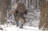 Wild Boar (Sus scrofa)