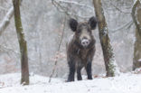Wild Boar (Sus scrofa)