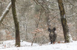 Wild Boar (Sus scrofa)