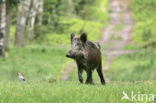 Wild Boar (Sus scrofa)