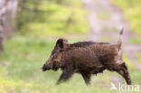 Wild Boar (Sus scrofa)