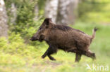 Wild Boar (Sus scrofa)