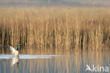 Wilde Eend (Anas platyrhynchos)