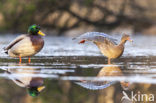 Wilde Eend (Anas platyrhynchos)