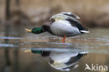 Mallard