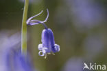 Bluebell (Scilla non-scripta)