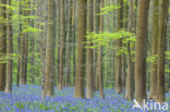 Bluebell (Scilla non-scripta)