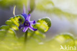 Bluebell (Scilla non-scripta)