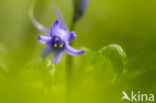 Bluebell (Scilla non-scripta)