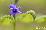 Bluebell (Scilla non-scripta)