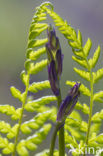 Bluebell (Scilla non-scripta)