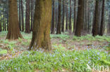 Bluebell (Scilla non-scripta)