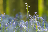 Bluebell (Scilla non-scripta)