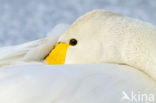 Whooper Swan (Cygnus cygnus)