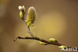 Willow (Salix)