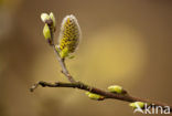 Willow (Salix)