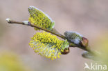 Willow (Salix)