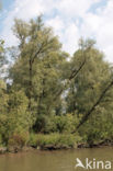 Willow (Salix)