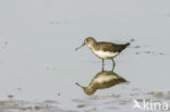 Green Sandpiper (Tringa ochropus)