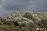 White Poplar (Populus alba)