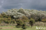 White Poplar (Populus alba)