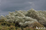 White Poplar (Populus alba)