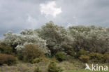 White Poplar (Populus alba)