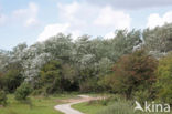 White Poplar (Populus alba)