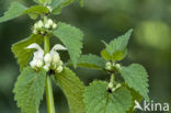 White Dead-nettle (Lamium album)