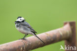 Witte Kwikstaart (Motacilla alba)