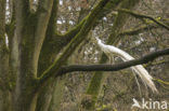 White peafowl (Pavo spec.)