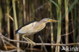 Little Bittern (Ixobrychus minutus)