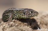 Zandhagedis (Lacerta agilis) 