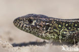 Sand Lizard (Lacerta agilis)