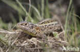 Zandhagedis (Lacerta agilis) 