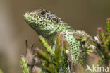 Zandhagedis (Lacerta agilis) 