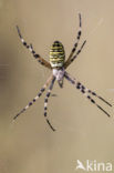 wasp spider (Argiope bruennichi)